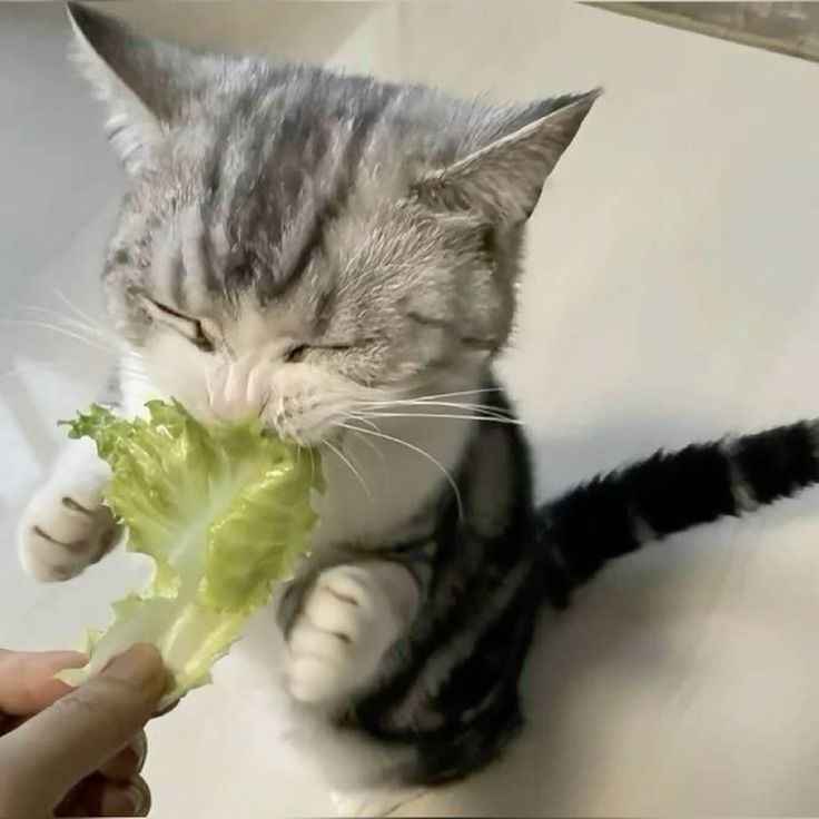 Image of a cat munching on lettuce